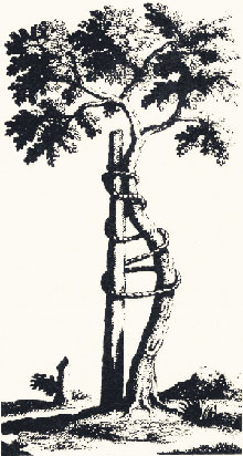 thumb_orthopaedie-baum